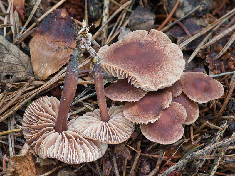 Gymnopus brassicolens